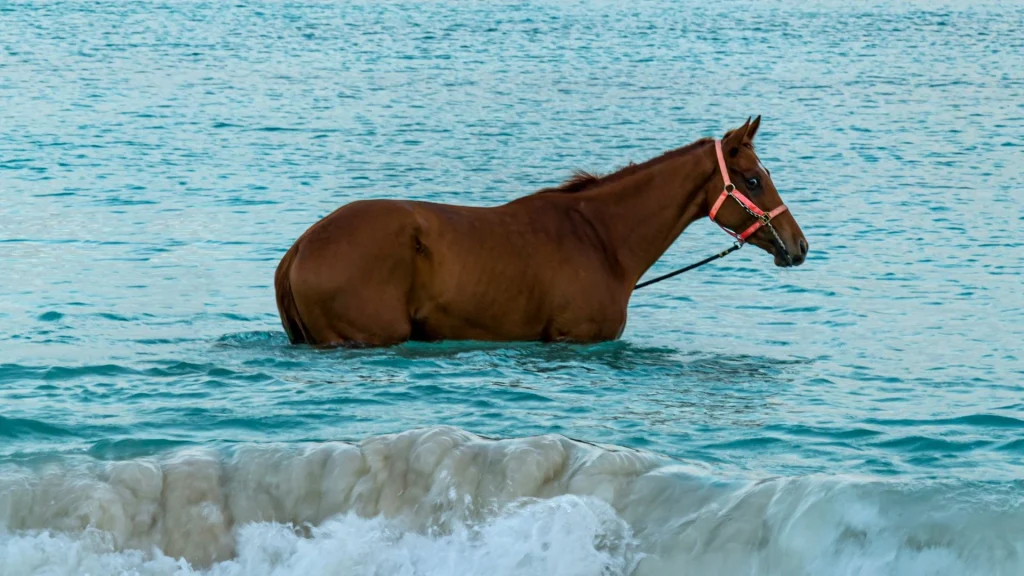 Can Horses Swim? Facts, Training & Benefits 15 horse swimming