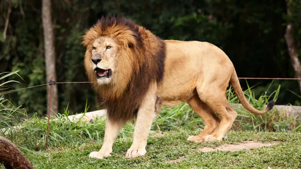 What Does a Lion Eat? A Complete Guide to the King’s Diet 17 lion