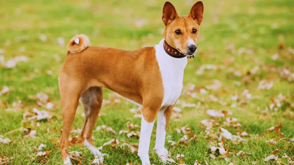 12 Healthiest Dog Breeds for Long, Happy Lives (Vet-Backed Guide) 5 basenji