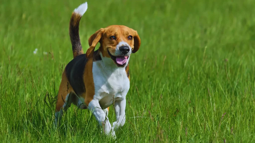 12 Healthiest Dog Breeds for Long, Happy Lives (Vet-Backed Guide) 7 beagle