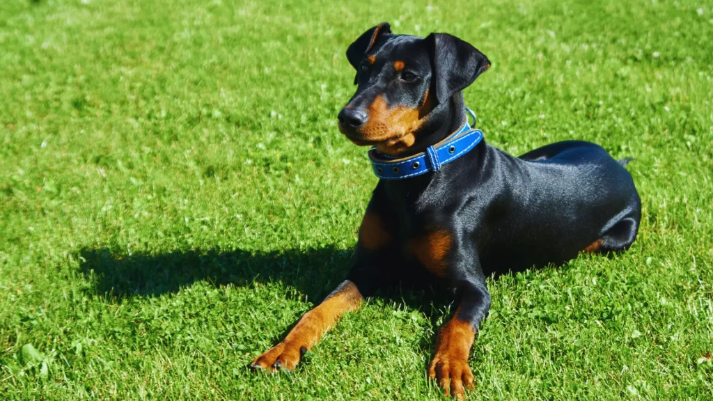 12 Healthiest Dog Breeds for Long, Happy Lives (Vet-Backed Guide) 9 german-pinscher