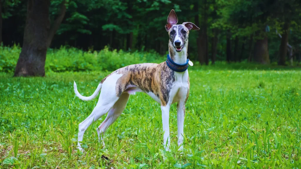 12 Healthiest Dog Breeds for Long, Happy Lives (Vet-Backed Guide) 10 greyhound
