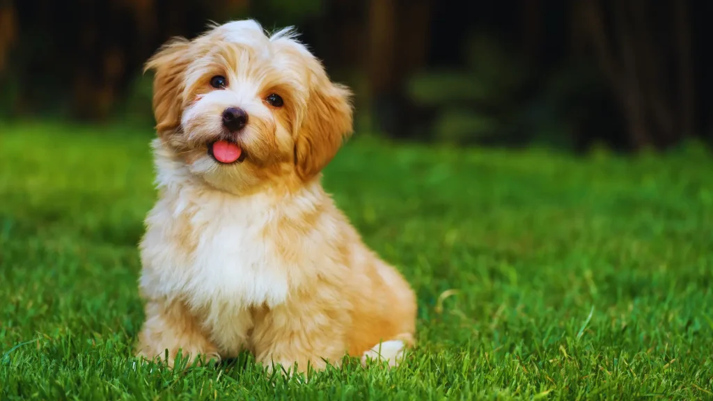 12 Healthiest Dog Breeds for Long, Happy Lives (Vet-Backed Guide) 11 havanese
