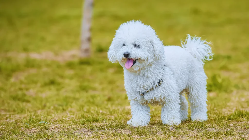 12 Healthiest Dog Breeds for Long, Happy Lives (Vet-Backed Guide) 13 poodle
