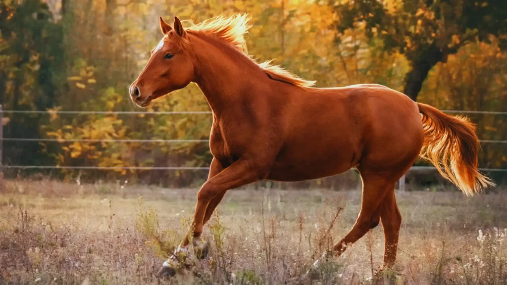 American Quarter Horse