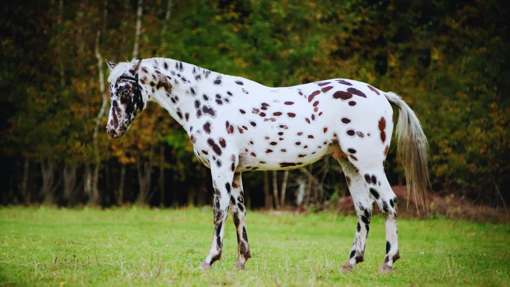 Appaloosa Horse