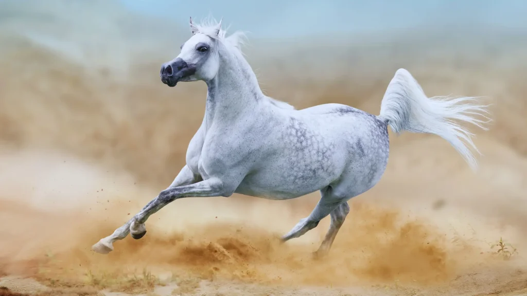 Arabian horse