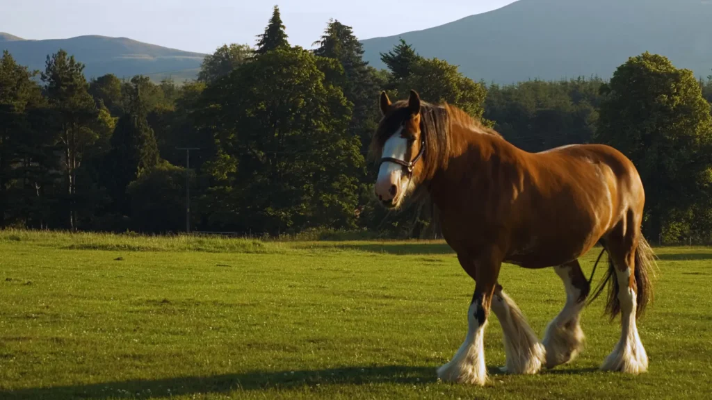 Clydesdale Horse