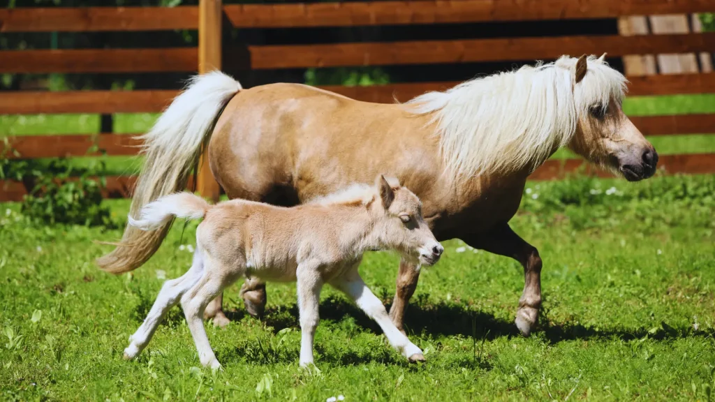 Shetland Pony Horse