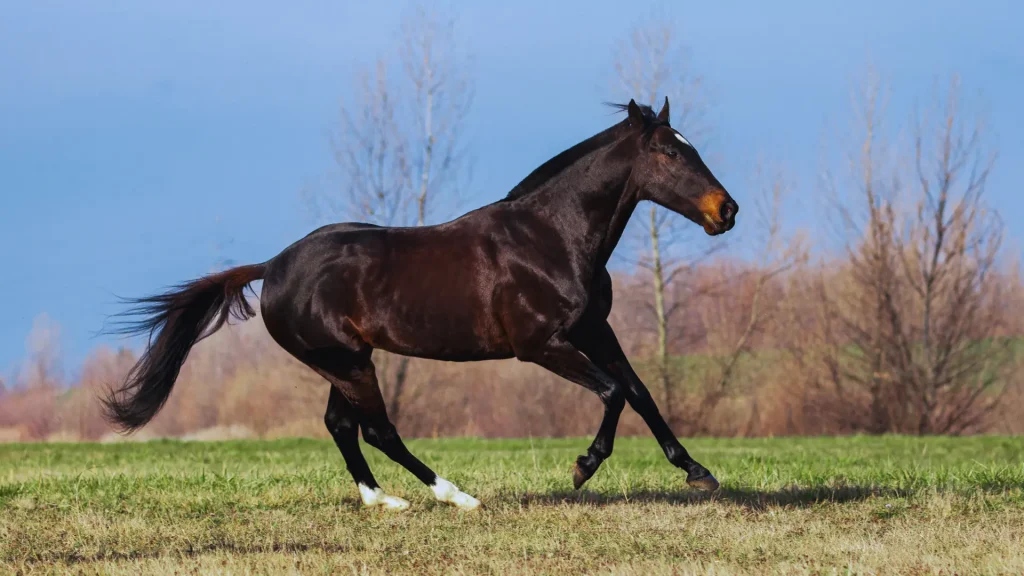 Thoroughbred horse